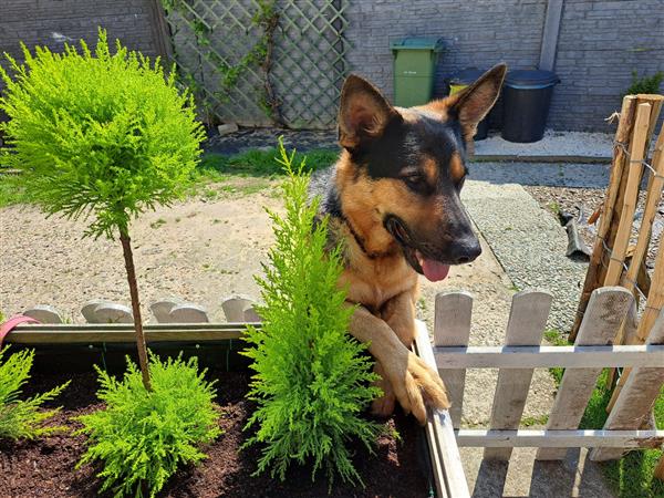 Grote foto chevy is mijn naam dieren en toebehoren herdershonden en veedrijvers