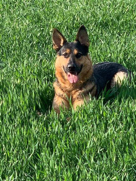 Grote foto chevy is mijn naam dieren en toebehoren herdershonden en veedrijvers