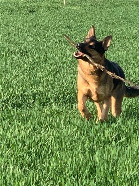 Grote foto chevy is mijn naam dieren en toebehoren herdershonden en veedrijvers