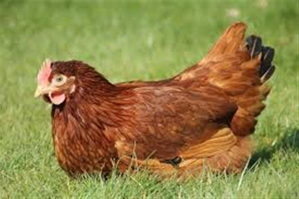 Grote foto legkippen legklaar 0472 51.09.71 open tot 21u dieren en toebehoren pluimvee