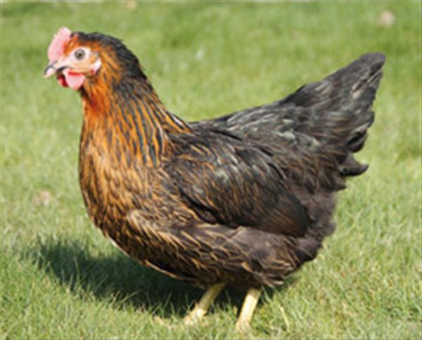 Grote foto legkippen legklaar 0472 51.09.71 open tot 21u dieren en toebehoren pluimvee