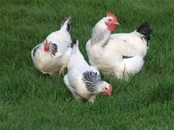 Grote foto legkippen legklaar 0472 51.09.71 open tot 21u dieren en toebehoren pluimvee