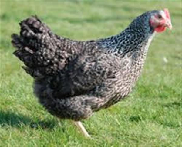 Grote foto legkippen legklaar 0472 51.09.71 open tot 21u dieren en toebehoren pluimvee