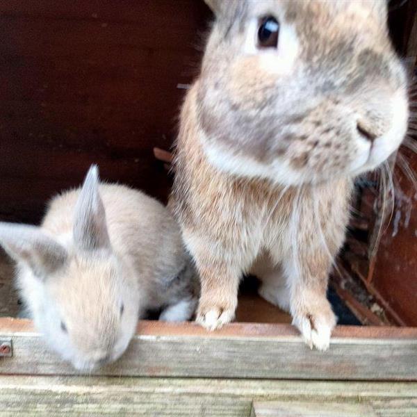 Grote foto englisch angora kaninchen suchen ein zuhause dieren en toebehoren konijnen