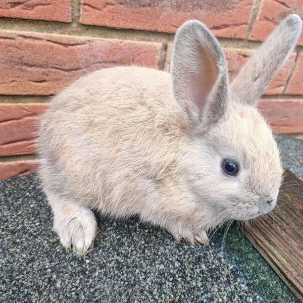 Grote foto englisch angora kaninchen suchen ein zuhause dieren en toebehoren konijnen