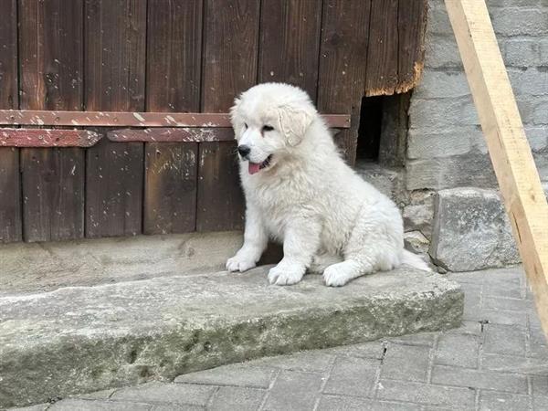 Grote foto golden retriever pup dieren en toebehoren chihuahua en gezelschapshonden