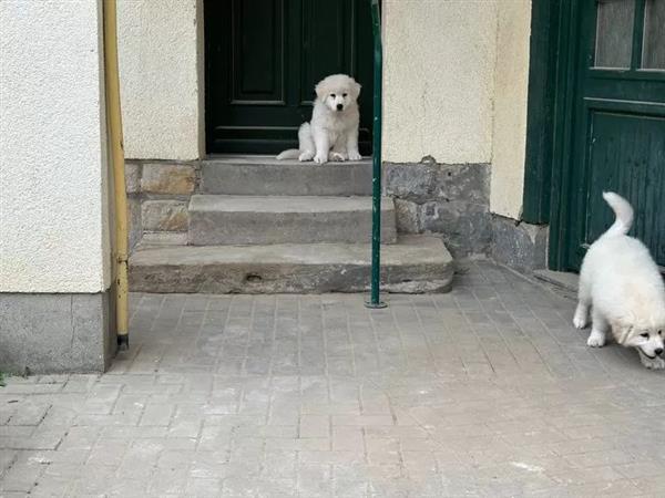 Grote foto golden retriever pup dieren en toebehoren chihuahua en gezelschapshonden