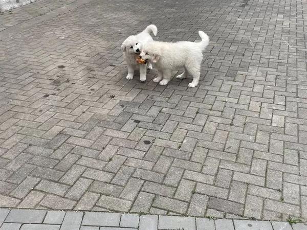Grote foto golden retriever pup dieren en toebehoren chihuahua en gezelschapshonden
