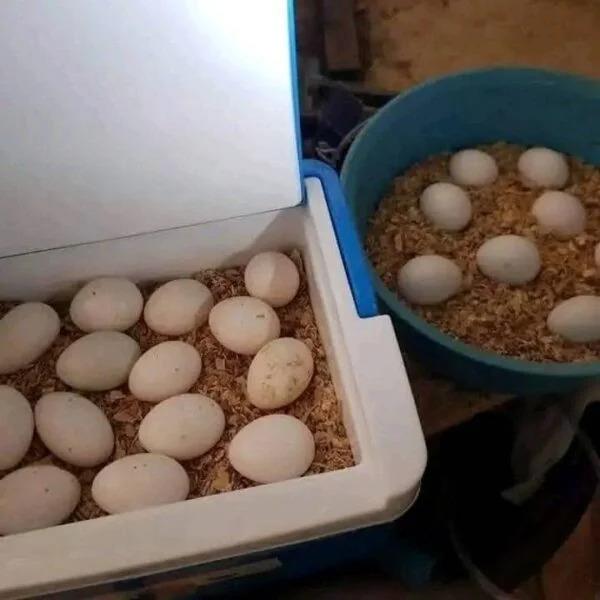 Grote foto vruchtbare papegaaieneieren te koop dieren en toebehoren toebehoren