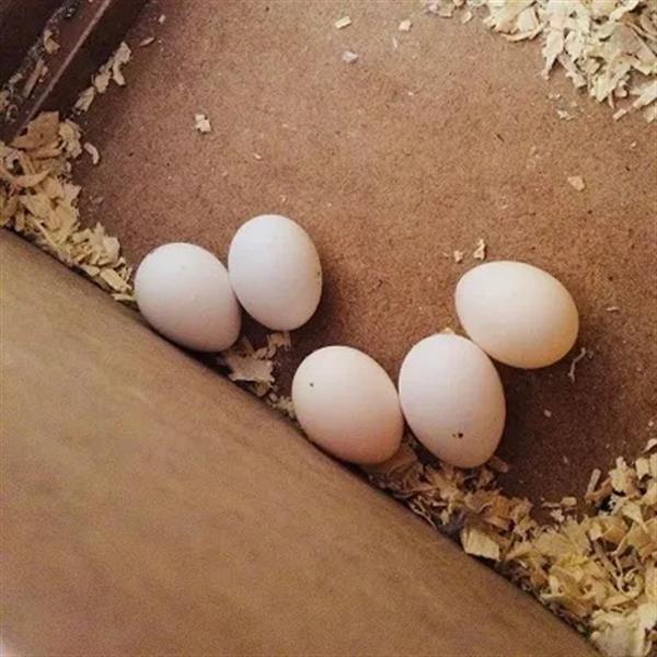 Grote foto vruchtbare papegaaieneieren te koop dieren en toebehoren toebehoren