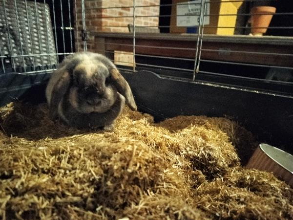 Grote foto bruin beige konijn dieren en toebehoren konijnen