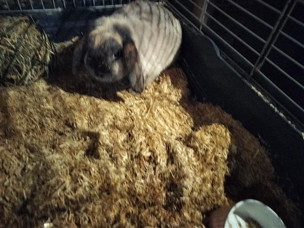 Grote foto bruin beige konijn dieren en toebehoren konijnen