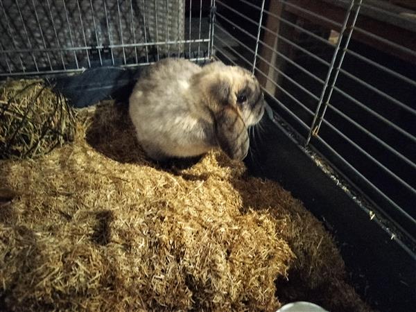 Grote foto bruin beige konijn dieren en toebehoren konijnen