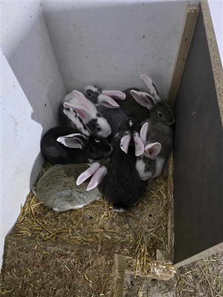 Grote foto vlaamse reuzen dieren en toebehoren konijnen