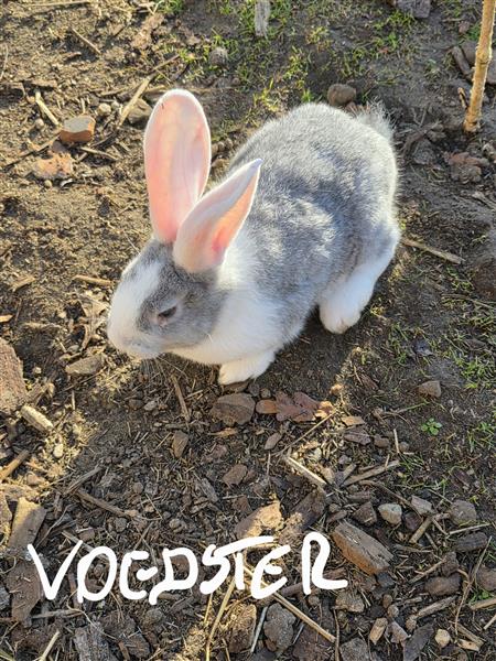 Grote foto vlaamse reuzen dieren en toebehoren konijnen