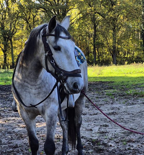 Grote foto pre ruin dieren en toebehoren paarden