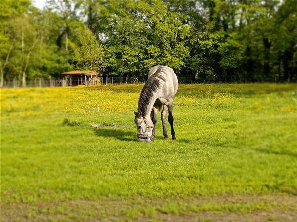 Grote foto pre ruin dieren en toebehoren paarden