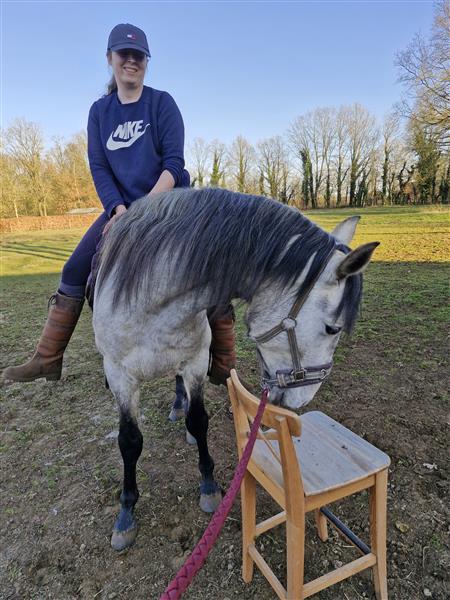 Grote foto pre ruin dieren en toebehoren paarden