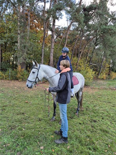 Grote foto pre ruin dieren en toebehoren paarden