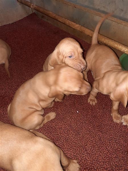 Grote foto mooie vizsla pups dieren en toebehoren setters en staande honden