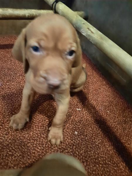 Grote foto mooie vizsla pups dieren en toebehoren setters en staande honden