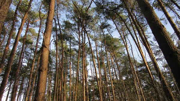 Grote foto te koop bosgrond diversen overige