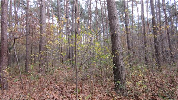 Grote foto te koop bosgrond diversen overige