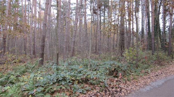 Grote foto te koop bosgrond diversen overige