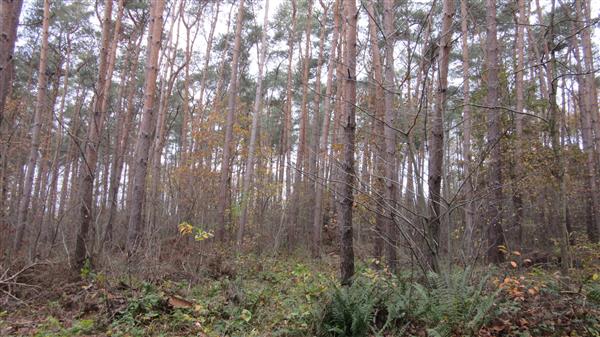 Grote foto te koop bosgrond diversen overige