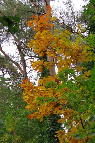Grote foto te koop bosgrond diversen overige