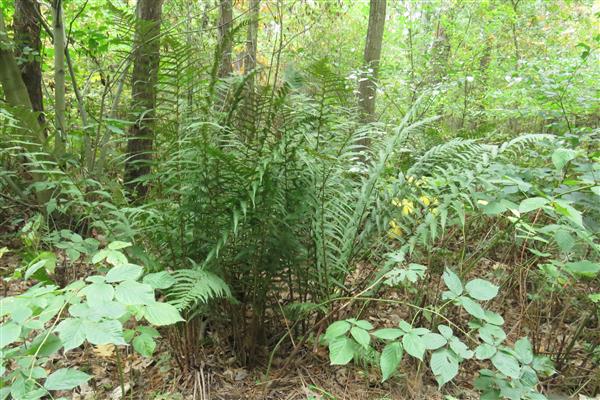 Grote foto te koop bosgrond diversen overige