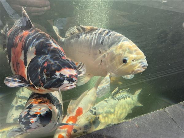 Grote foto div koi karpers 20 stuks en 1 steur dieren en toebehoren vijvervissen