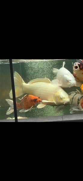 Grote foto div koi karpers 20 stuks en 1 steur dieren en toebehoren vijvervissen