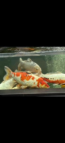 Grote foto div koi karpers 20 stuks en 1 steur dieren en toebehoren vijvervissen