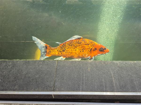 Grote foto div koi karpers 20 stuks en 1 steur dieren en toebehoren vijvervissen