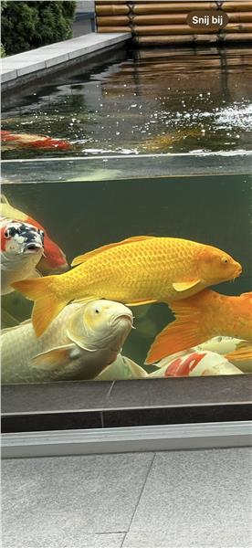 Grote foto div koi karpers 20 stuks en 1 steur dieren en toebehoren vijvervissen