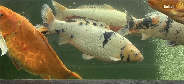 Grote foto div koi karpers 20 stuks en 1 steur dieren en toebehoren vijvervissen