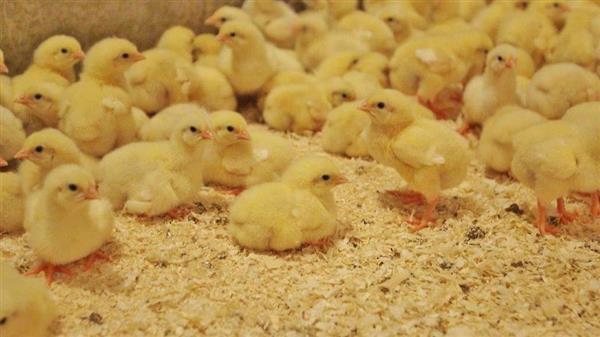 Grote foto mest kuikentjes dieren en toebehoren pluimvee