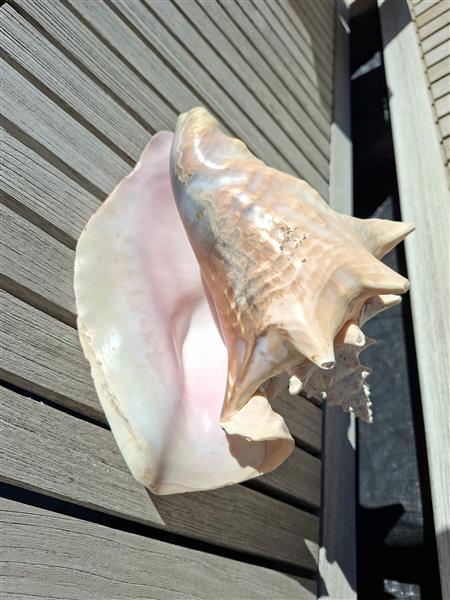 Grote foto zeeschelp huis en inrichting overige huis en inrichting