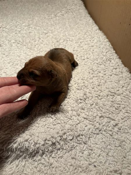 Grote foto pinscher pups dieren en toebehoren bulldogs pinschers en molossers