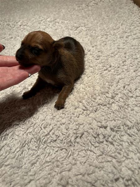 Grote foto pinscher pups dieren en toebehoren bulldogs pinschers en molossers