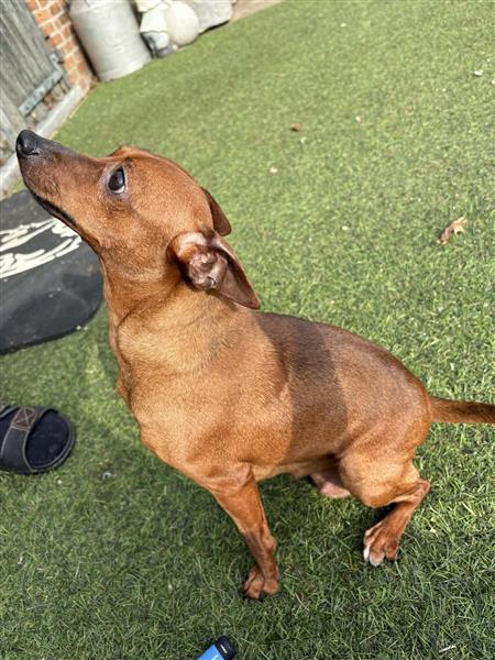 Grote foto pinscher pups dieren en toebehoren bulldogs pinschers en molossers