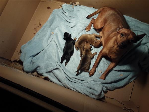 Grote foto pinscher pups dieren en toebehoren bulldogs pinschers en molossers