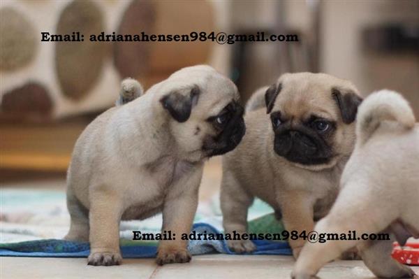 Grote foto mignone korte moshond pups nu klaar voor gebruik. dieren en toebehoren overige honden