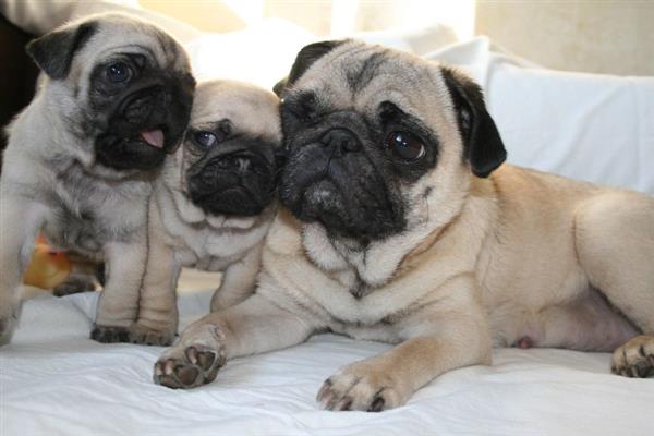 Grote foto mignone korte moshond pups nu klaar voor gebruik. dieren en toebehoren overige honden