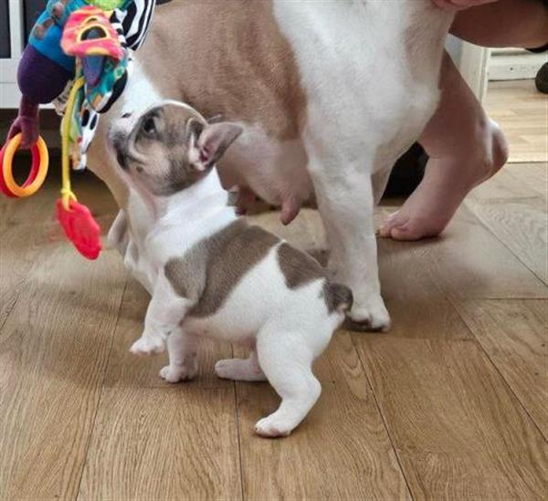 Grote foto prachtige franse bulldogpupjes dieren en toebehoren bulldogs pinschers en molossers