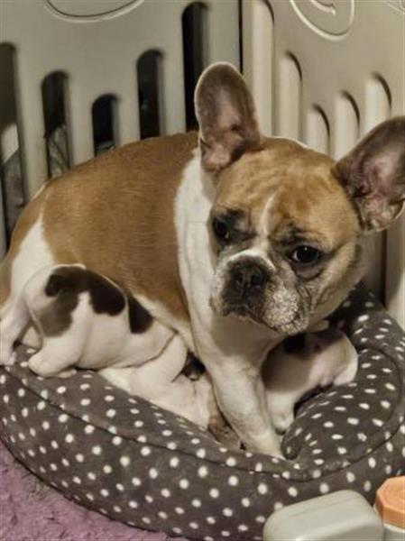 Grote foto prachtige franse bulldogpupjes dieren en toebehoren bulldogs pinschers en molossers