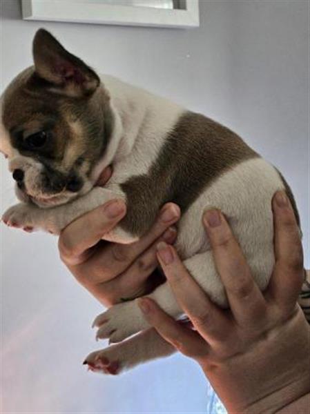 Grote foto prachtige franse bulldogpupjes dieren en toebehoren bulldogs pinschers en molossers