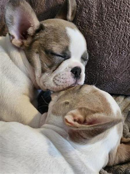 Grote foto prachtige franse bulldogpupjes dieren en toebehoren bulldogs pinschers en molossers