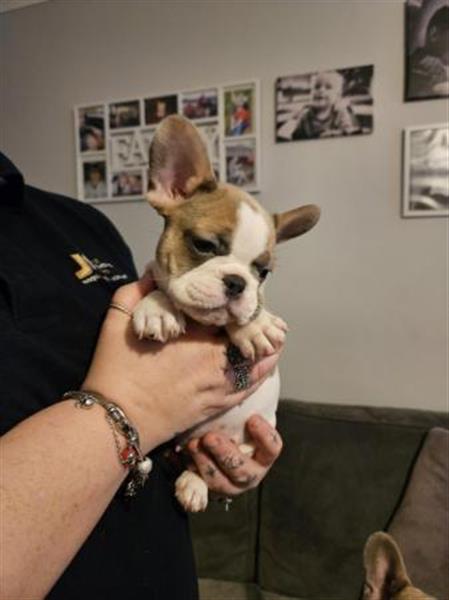Grote foto prachtige franse bulldogpupjes dieren en toebehoren bulldogs pinschers en molossers